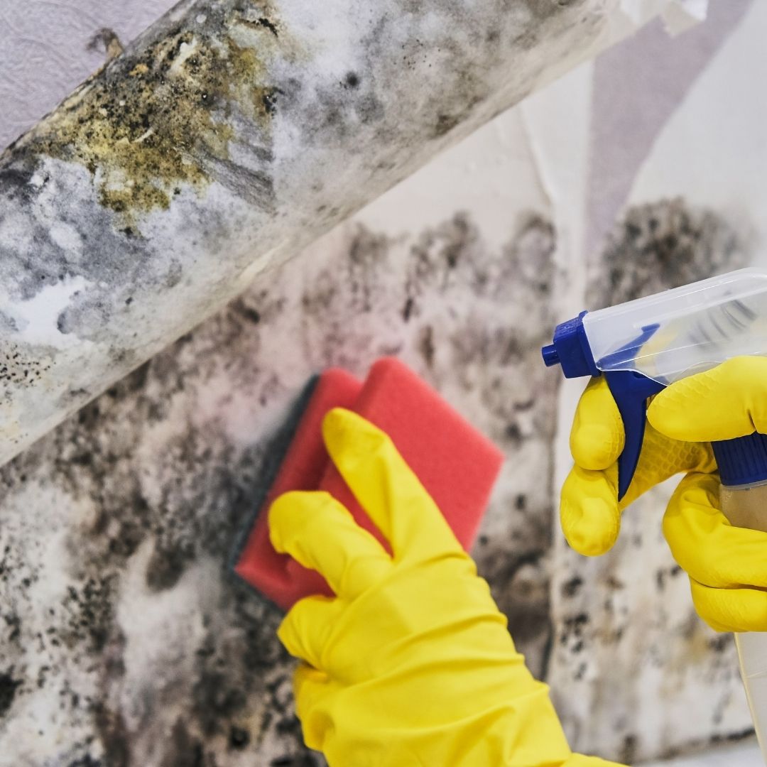 How to remove mold
